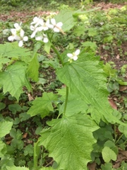 Alliaria petiolata