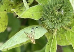 Terellia tussilaginis
