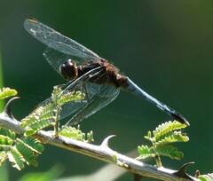 Erythrodiplax basifusca