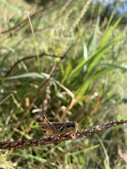 Melanoplini