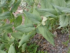 Mertensia