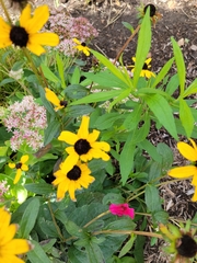 Rudbeckia triloba