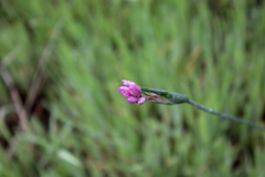 Olsynium scirpoideum