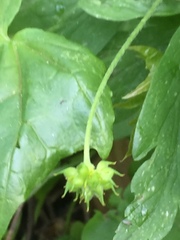 Anemonoides ranunculoides