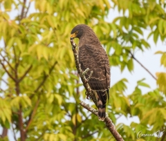 Rupornis magnirostris