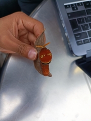 Papilio multicaudata multicaudata