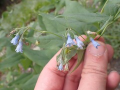 Mertensia
