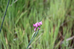 Olsynium scirpoideum