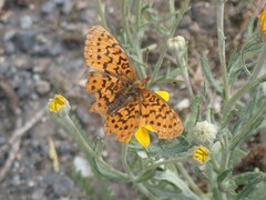 Boloria epithore