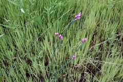 Olsynium scirpoideum