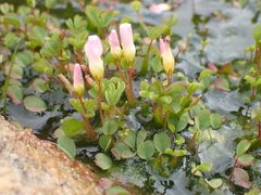 Oxalis amblyosepala