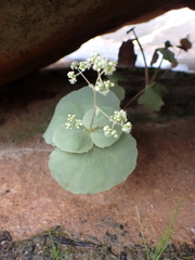 Crassula umbella