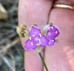 Callisia graminea