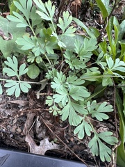 Capnoides sempervirens