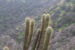 Trichocereus chiloensis chiloensis