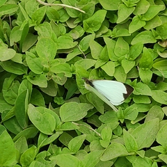 Leptophobia aripa