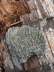 Pseudodiploria strigosa