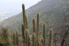 Trichocereus chiloensis chiloensis