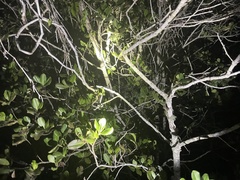 Myrsine cubana