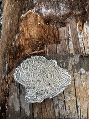 Pseudodiploria strigosa