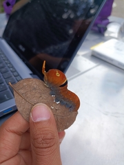 Papilio multicaudata multicaudata