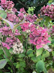 Hydrangea