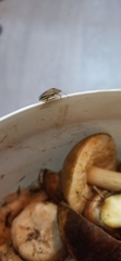 Piezodorus lituratus