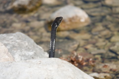 Masticophis taeniatus girardi