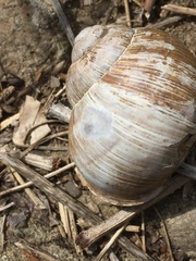 Helix pomatia