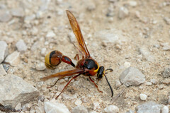 Delta unguiculatum