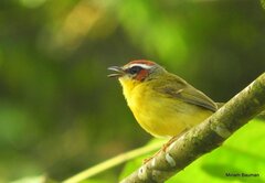 Basileuterus delattrii