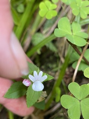 Nemesia macrocarpa