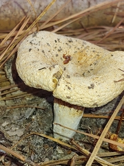 Lactifluus piperatus