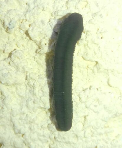 Turnip Sawfly