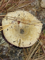 Lactifluus piperatus