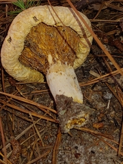 Lactifluus piperatus