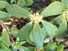 Portulaca amilis