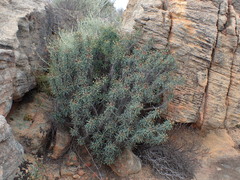 Euphorbia loricata