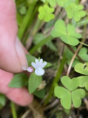 Nemesia macrocarpa