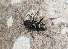 Xylotrechus antilope