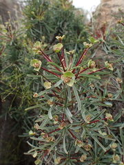 Euphorbia loricata