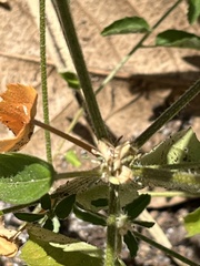 Croton glandulosus