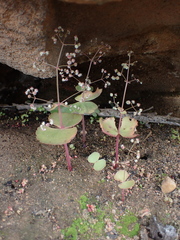 Crassula umbella
