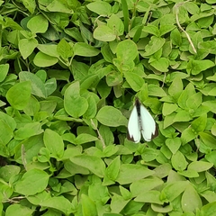 Leptophobia aripa