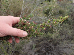 Cliffortia ruscifolia