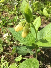 Symphytum grandiflorum