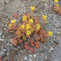 Sedum oreganum