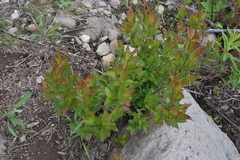 Vaccinium membranaceum
