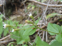 Ageratina rothrockii