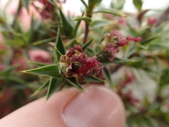 Cliffortia ruscifolia